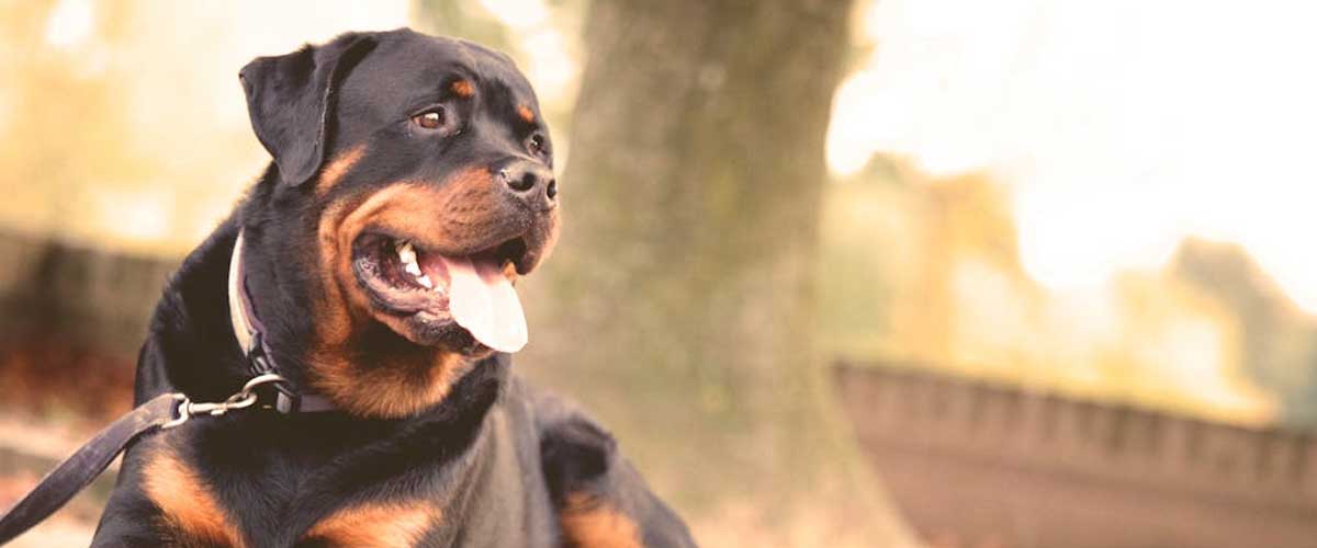 The Importance of Guard Dogs: Protectors and Companions