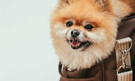Should People Carry Their Small Dog in a Handbag?