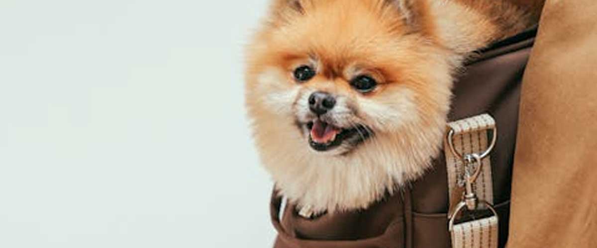 Should People Carry Their Small Dog in a Handbag?