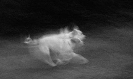 Strange Paranormal Events Resulting in Dog Disappearances