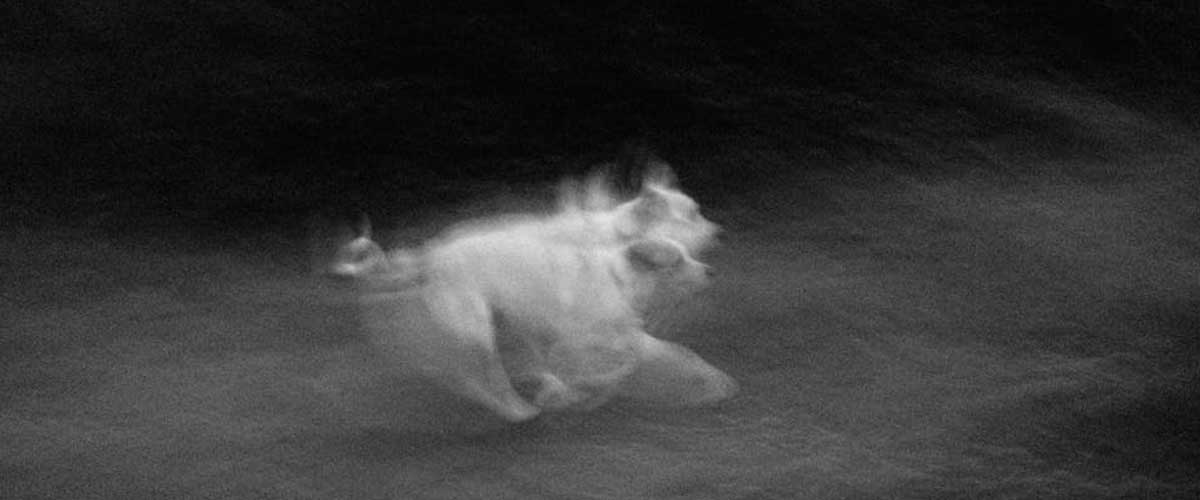 Strange Paranormal Events Resulting in Dog Disappearances
