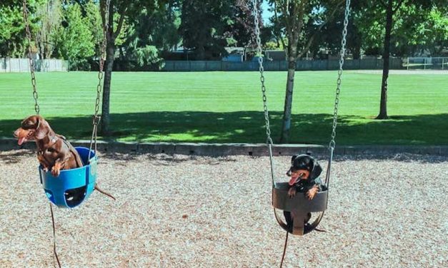 Understanding Hip Dysplasia in Certain Dog Breeds