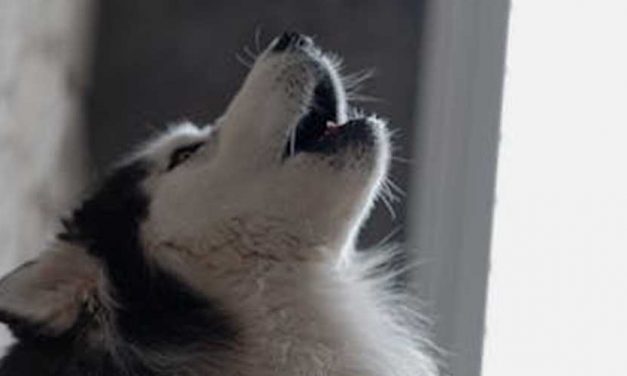 Which Dogs Tend to Howl More?