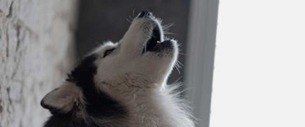Which Dogs Tend to Howl More?