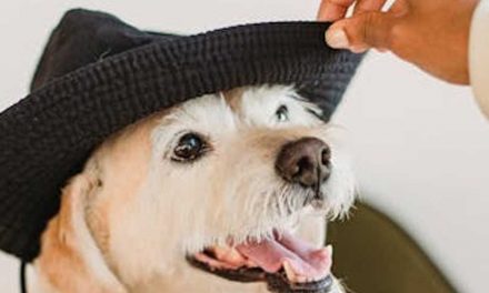 Being a Human Pack Leader with Your Dog