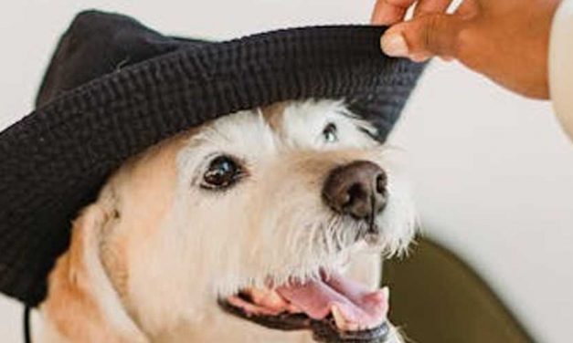 Being a Human Pack Leader with Your Dog