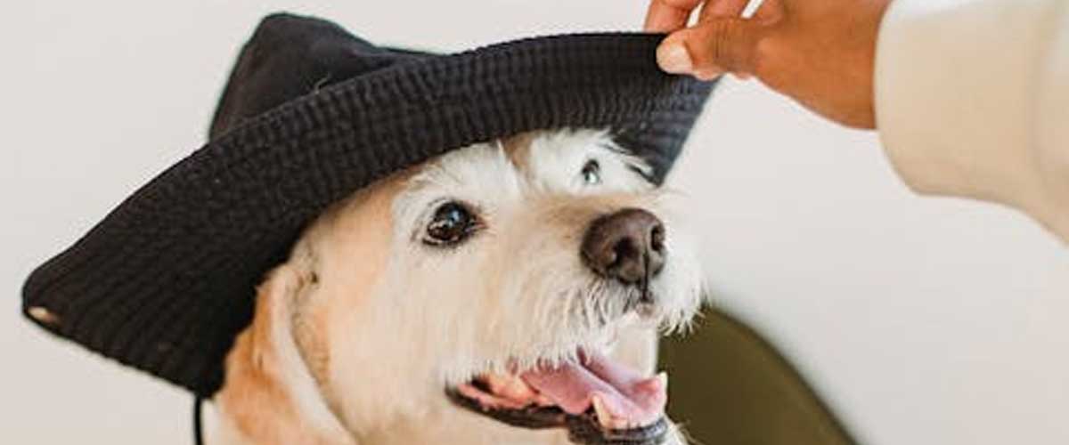 Being a Human Pack Leader with Your Dog