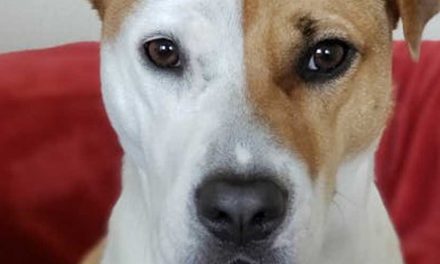 The Hunter Scavenger Dog Breeds: Adaptable Companions for Active Lifestyles