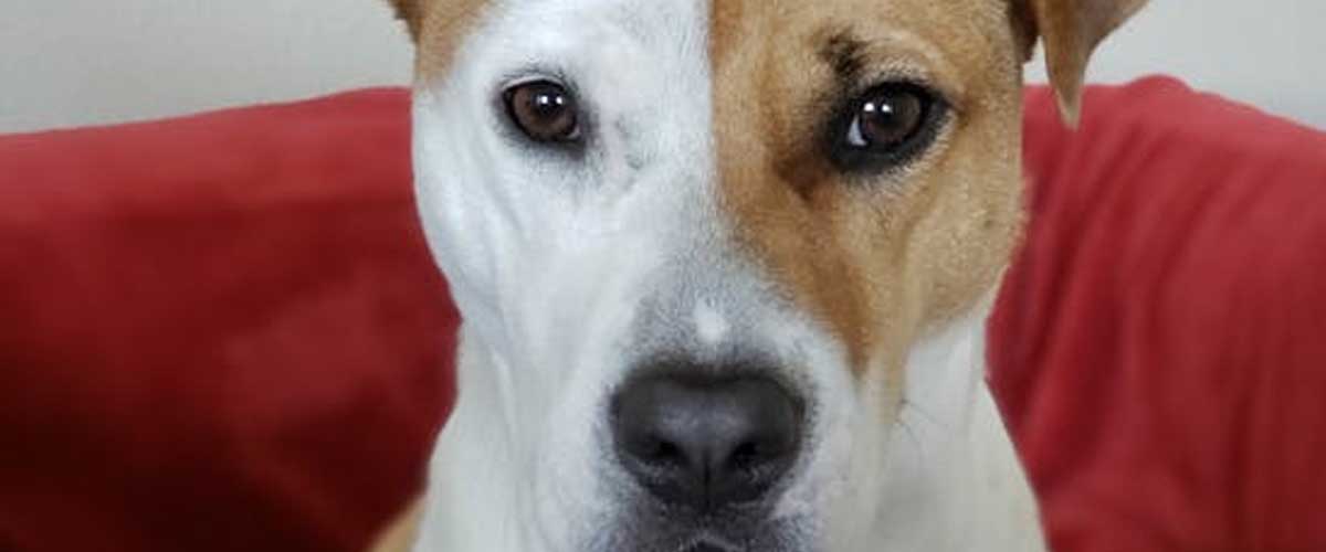 The Hunter Scavenger Dog Breeds: Adaptable Companions for Active Lifestyles