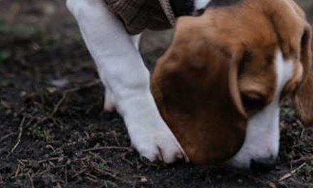 Dogs as Hunting Companions: The Perfect Partnership