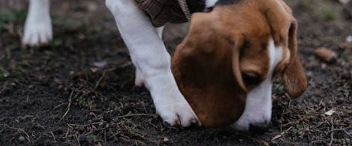 Dogs as Hunting Companions: The Perfect Partnership