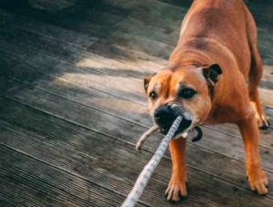 tug of war indoor exercise and training with your dog