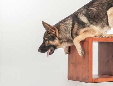 indoor agility training and exercise