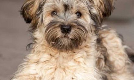 Understanding Canine Intestines: Anatomy and Function