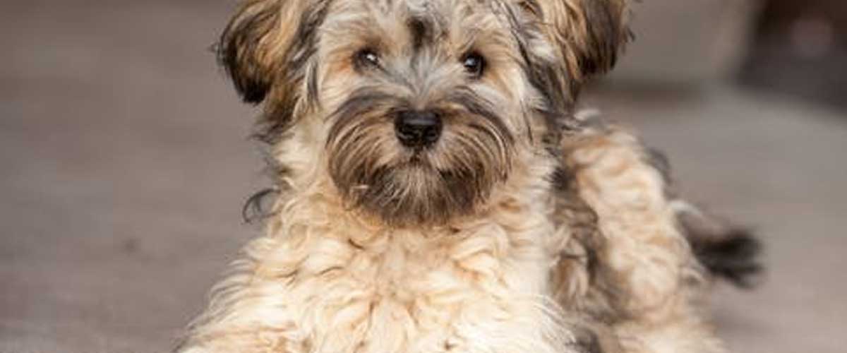 Understanding Canine Intestines: Anatomy and Function