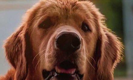 How to Choose the Perfect Kennel for Your Dog