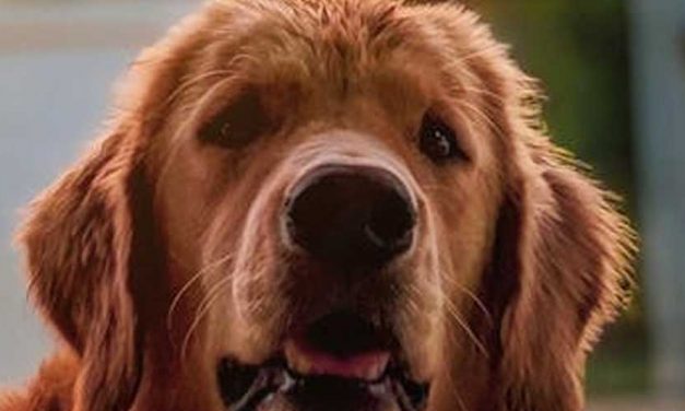 How to Choose the Perfect Kennel for Your Dog