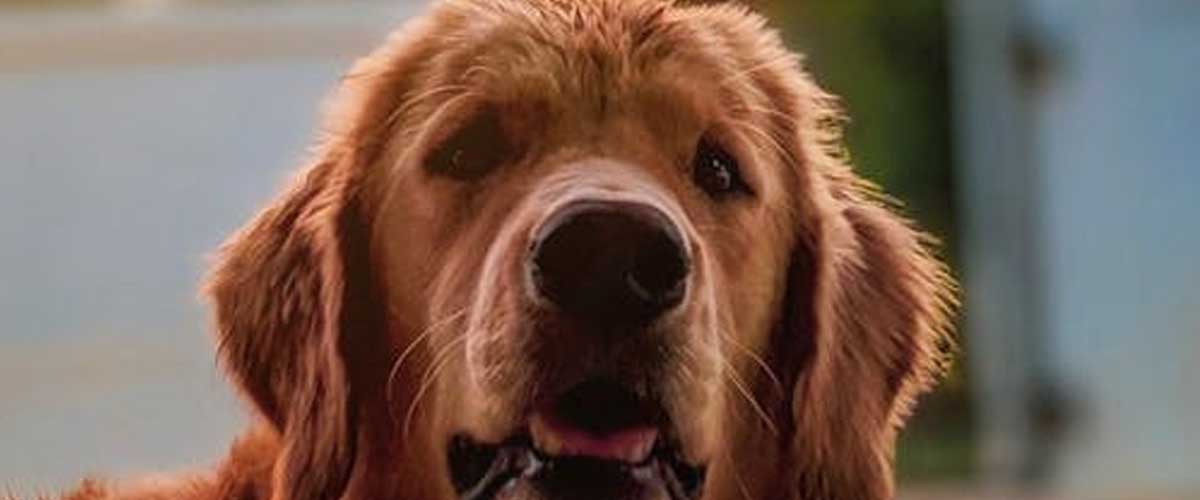 How to Choose the Perfect Kennel for Your Dog