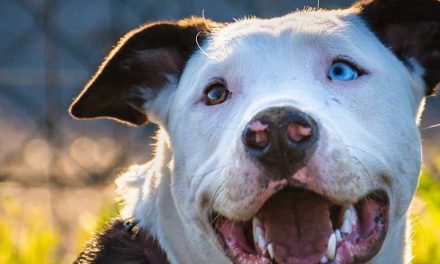 Is Your Dog a Leader or a Follower?