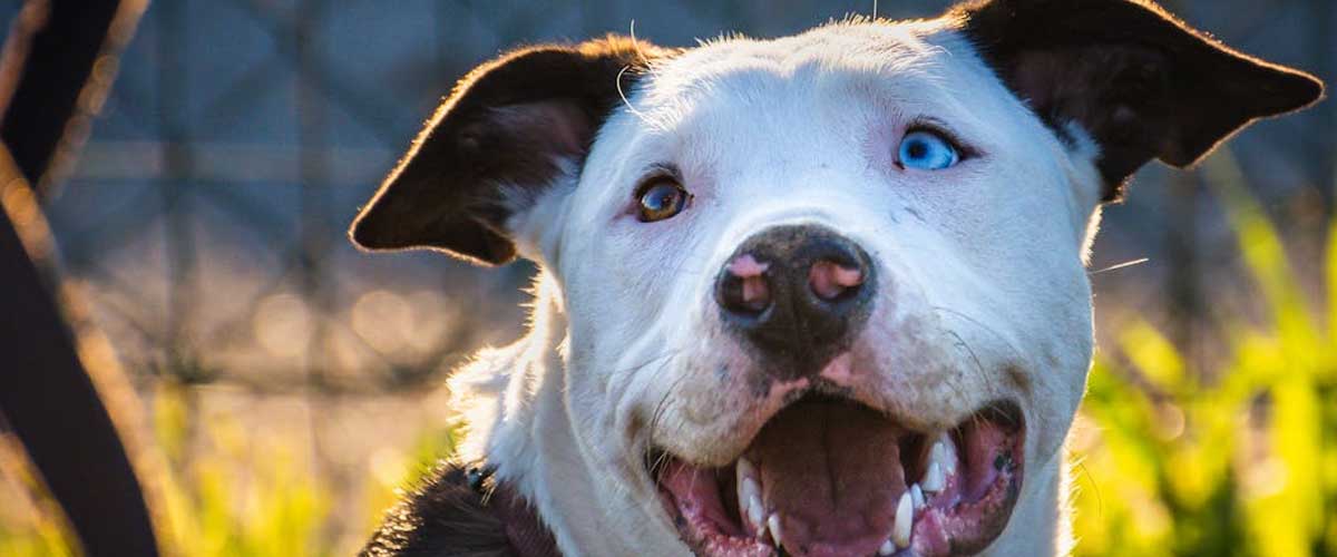 Is Your Dog a Leader or a Follower?