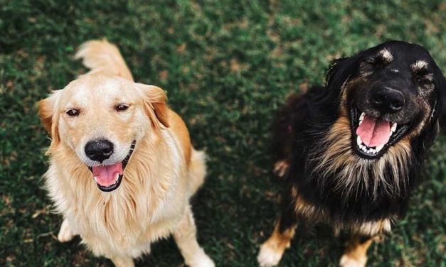 How We Learn from Our Canine Companions