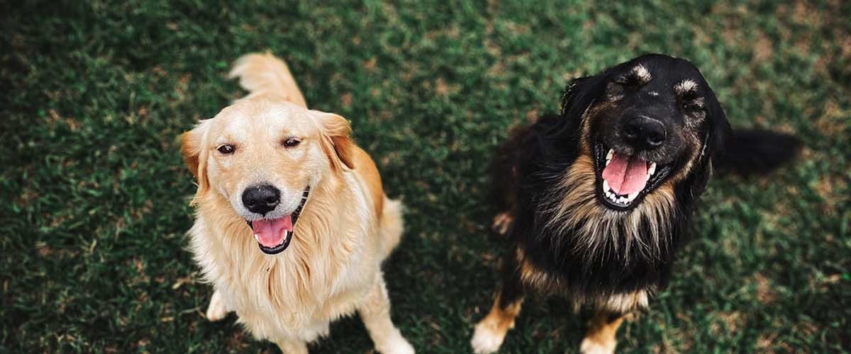 How We Learn from Our Canine Companions