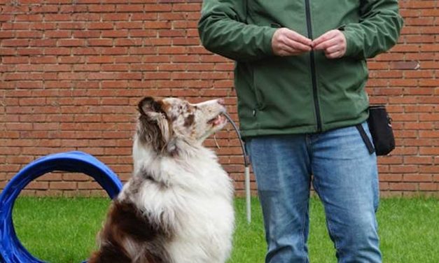 How to Find Responsible Dog Owner Courses in Your Local Area
