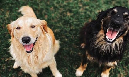 Understanding Dog Mating: The Essentials