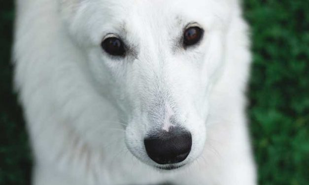 The Benefits of Owning a Dog for Emotional and Mental Well-Being