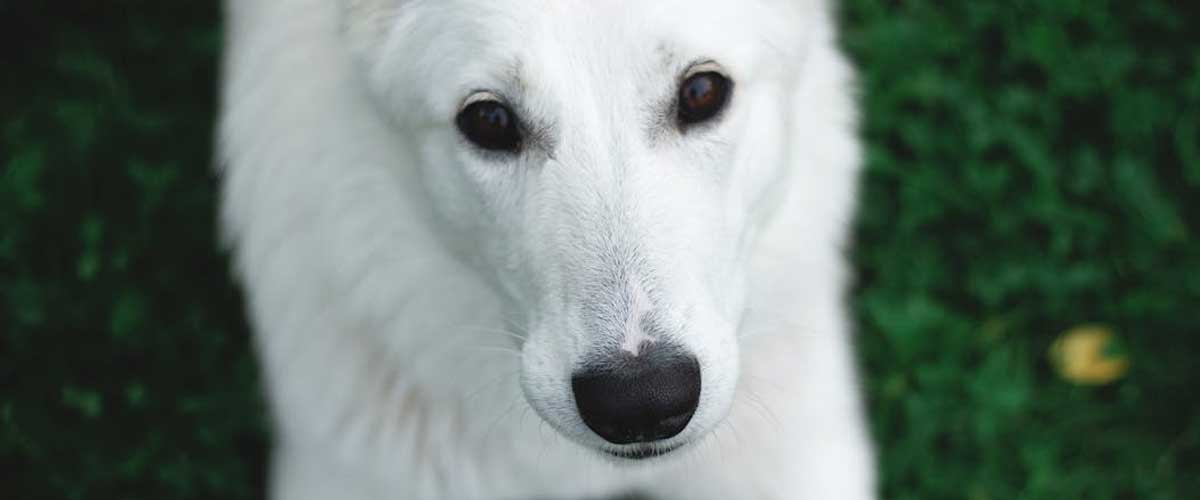 The Benefits of Owning a Dog for Emotional and Mental Well-Being