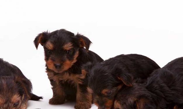 The Mother’s Influence: Development, Communication, and Understanding