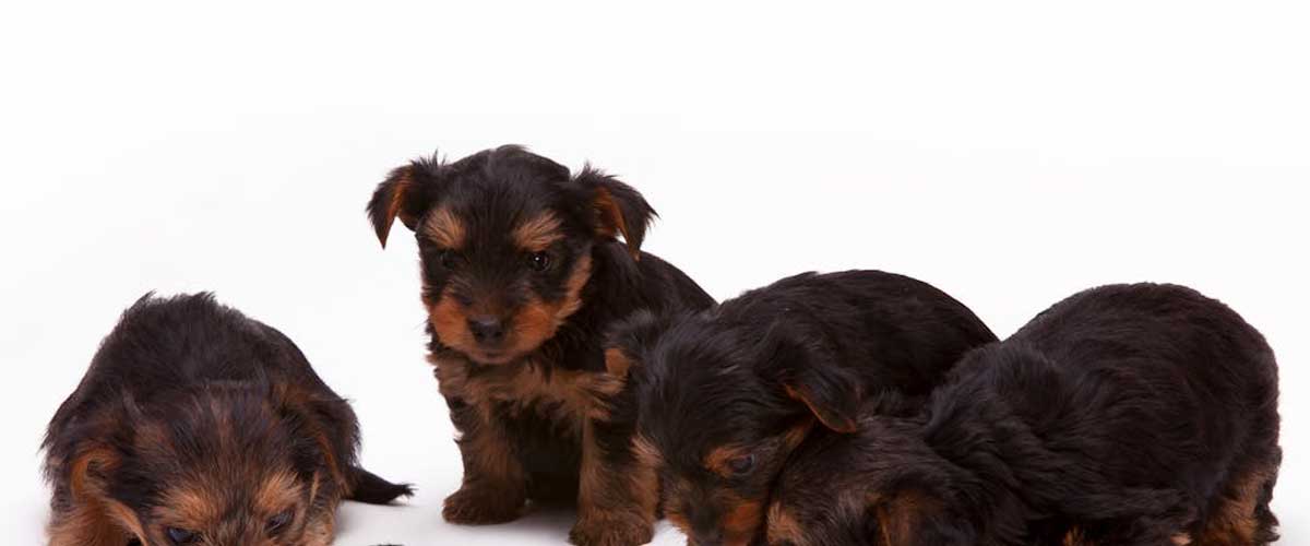 The Mother’s Influence: Development, Communication, and Understanding