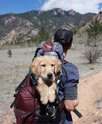 mountain walking with your dog is highly enjoyable for you all