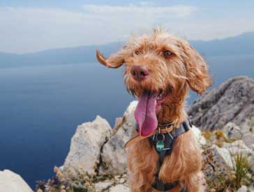 dogs absolutely love walking with you in mountains