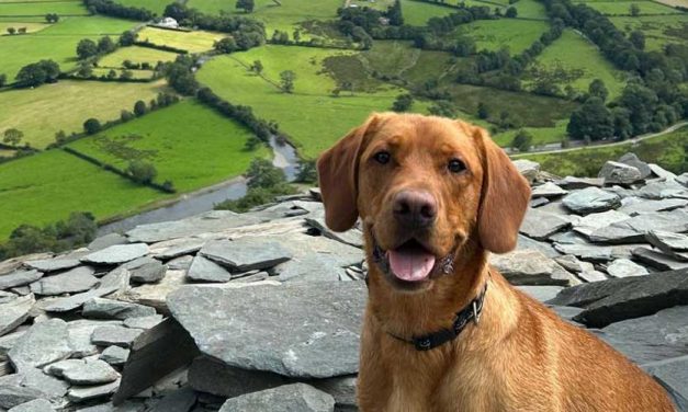 Creating Lasting Memories on Mountain Trails with Your Furry Friend