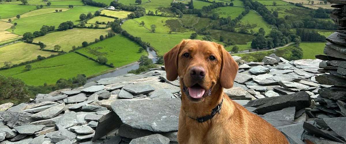 Creating Lasting Memories on Mountain Trails with Your Furry Friend