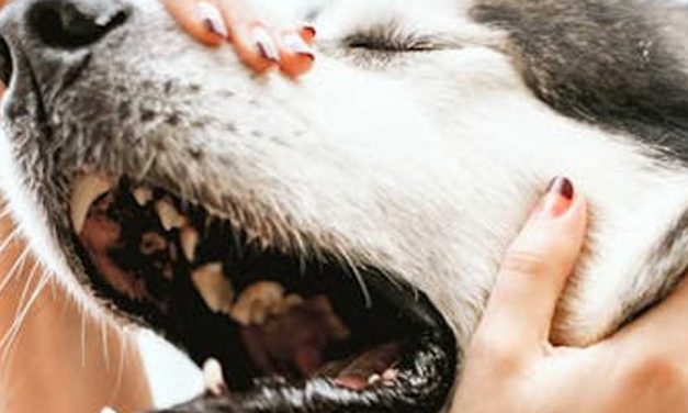 Muzzle Training for Your Dog