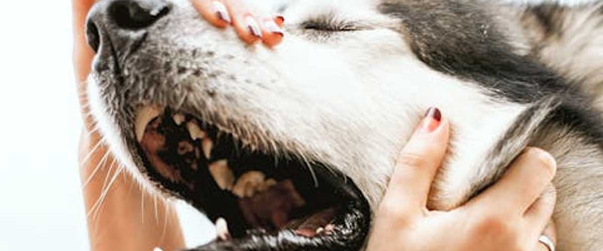 Muzzle Training for Your Dog