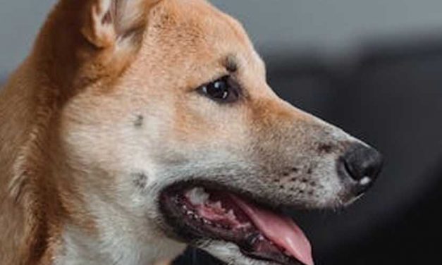 Never Allow Your Dog to Get Away with Challenging a Family Member