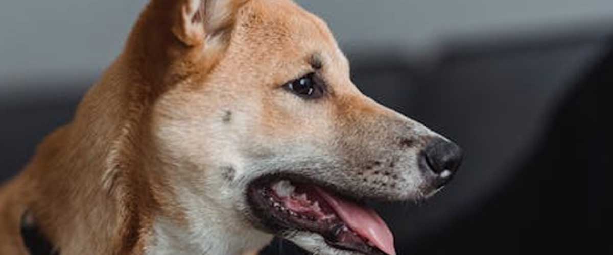 Never Allow Your Dog to Get Away with Challenging a Family Member