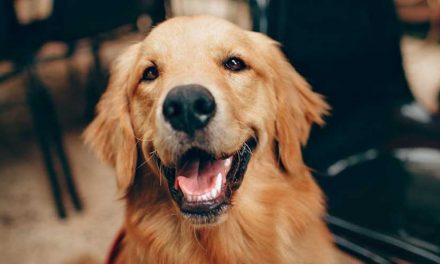 Why It Is Important to Nurture Your Dog’s Trust in You Immediately