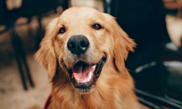 Why It Is Important to Nurture Your Dog’s Trust in You Immediately