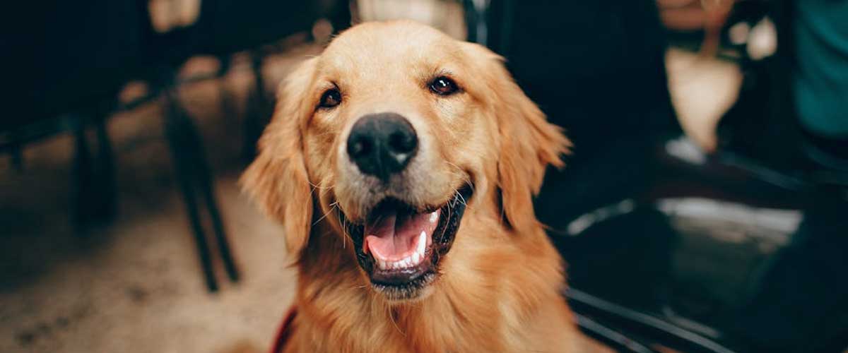 Why It Is Important to Nurture Your Dog’s Trust in You Immediately