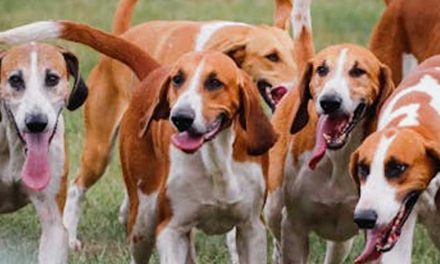 The History of Pack Hunting