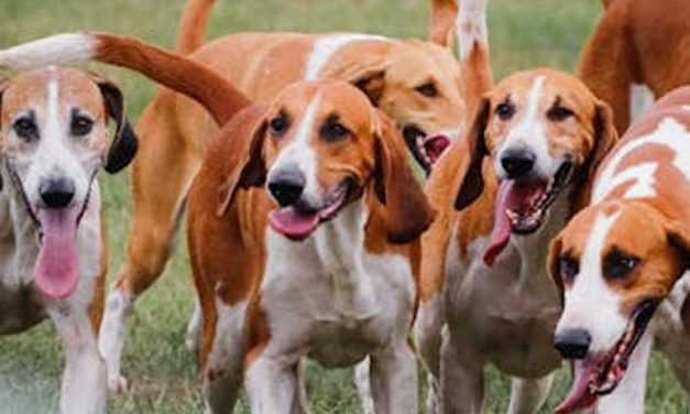 The History of Pack Hunting