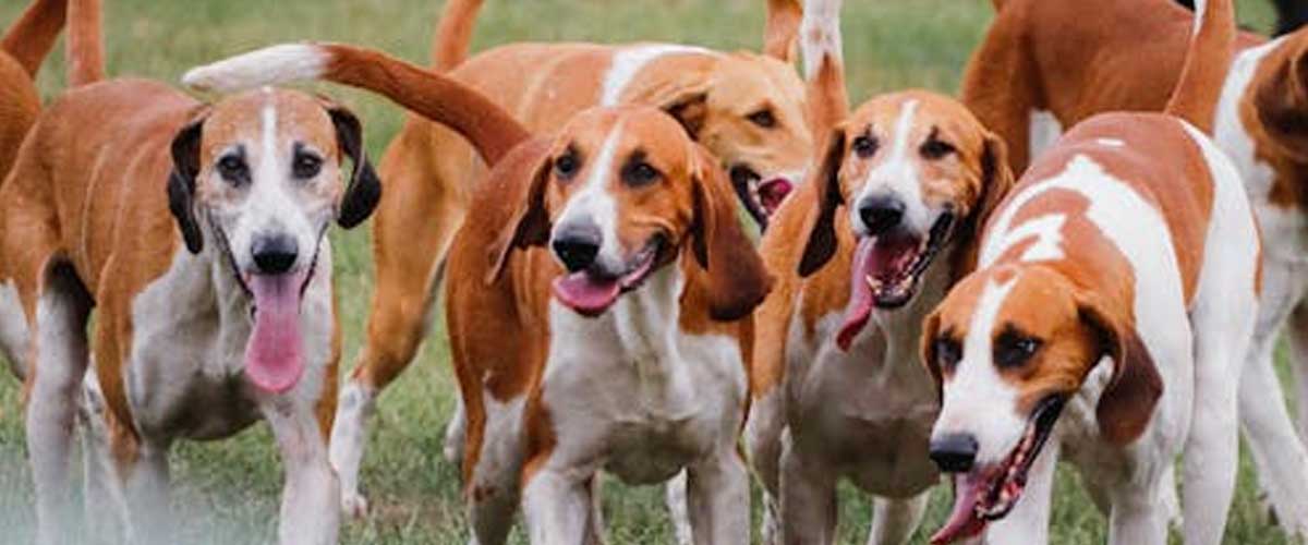 The History of Pack Hunting