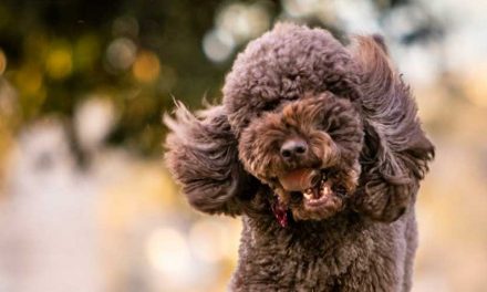 Understanding a Dog’s Pancreas: Function, Health, and Care