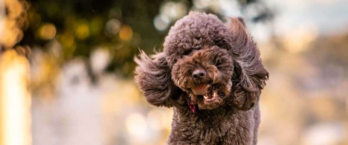 Understanding a Dog’s Pancreas: Function, Health, and Care