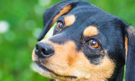 Pedigree vs. Mongrel Dogs: Choosing the Right Pet