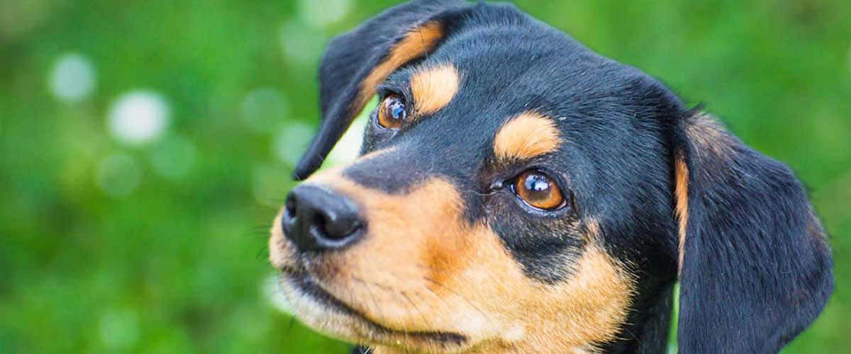 Pedigree vs. Mongrel Dogs: Choosing the Right Pet